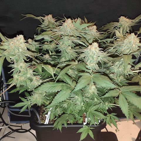 White Widow XXL growlog timeline photo