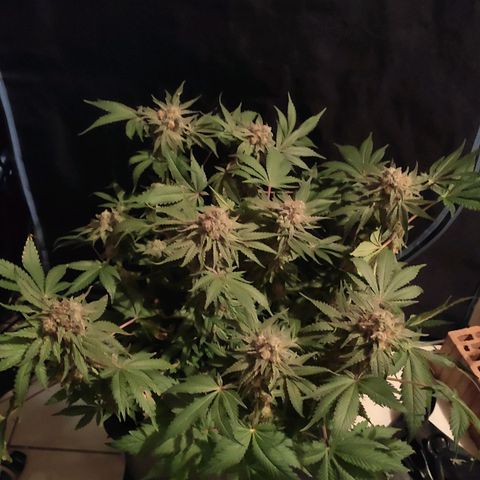 White Widow XXL growlog timeline photo