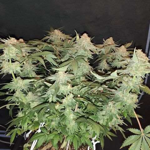 White Widow XXL growlog timeline photo