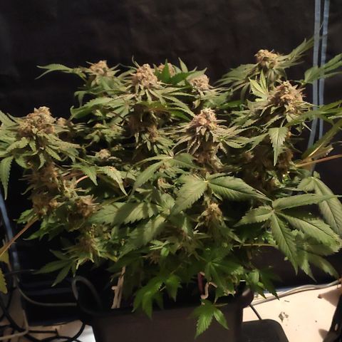 White Widow XXL growlog timeline photo