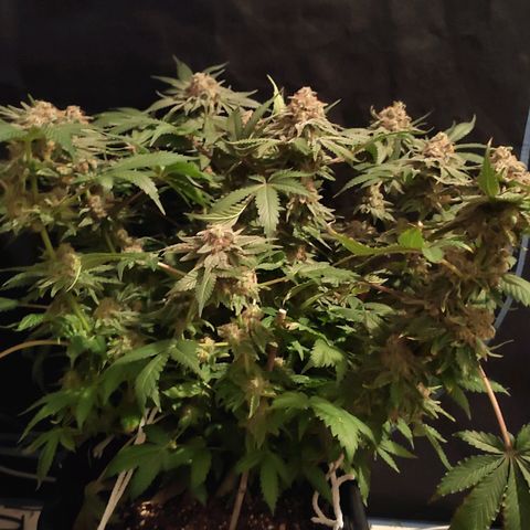 White Widow XXL growlog timeline photo