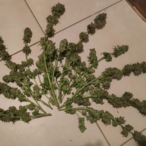 White Widow XXL growlog photo: 300g feucht. R.I.P 🤍
