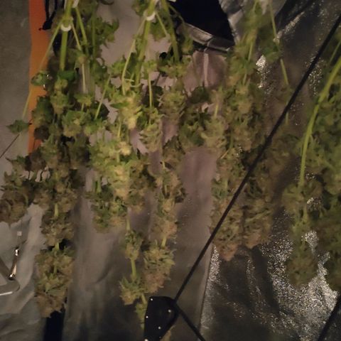 White Widow XXL growlog photo: 300g feucht. R.I.P 🤍