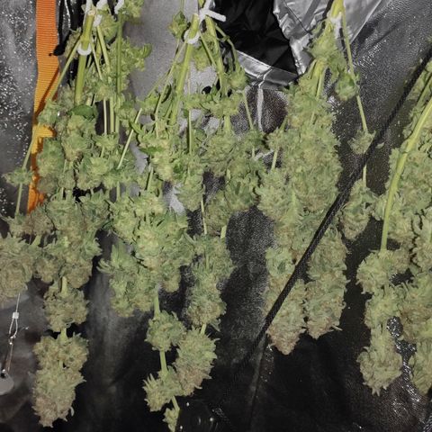 White Widow XXL growlog photo: 300g feucht. R.I.P 🤍