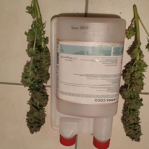 White Widow XXL growlog photo: 300g feucht. R.I.P 🤍