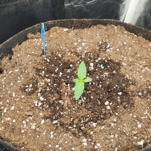 Orion F#1 growlog timeline photo