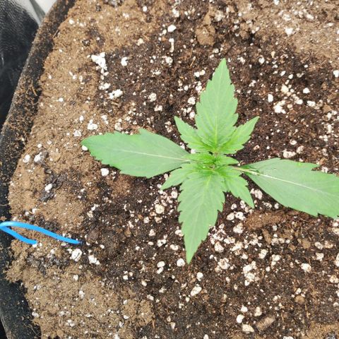 Orion F#1 growlog timeline photo