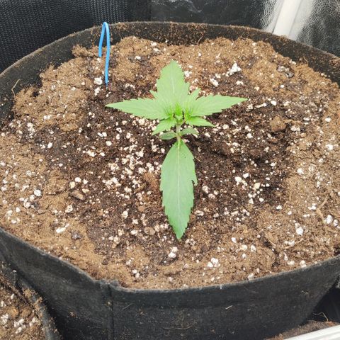 Orion F#1 growlog timeline photo