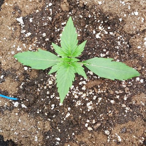 Orion F#1 growlog timeline photo