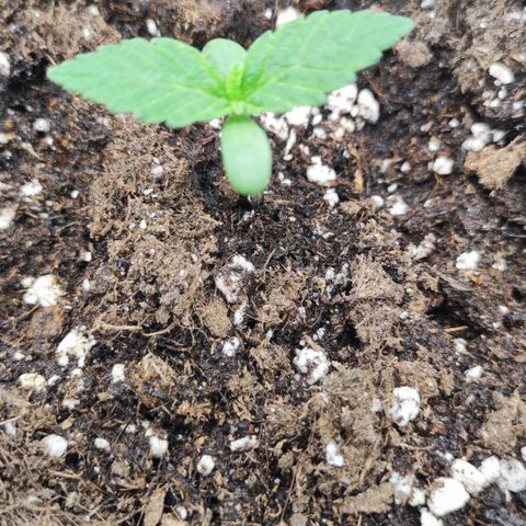 Honey Cream Fast Version growlog timeline photo