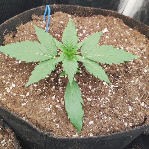 Orion F#1 growlog timeline photo
