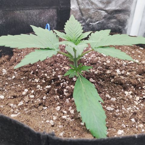 Orion F#1 growlog timeline photo