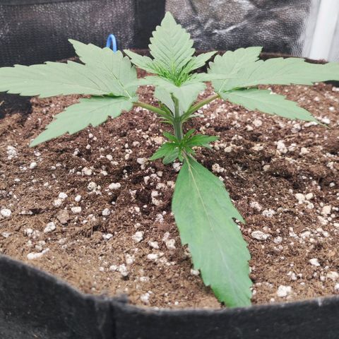 Orion F#1 growlog timeline photo