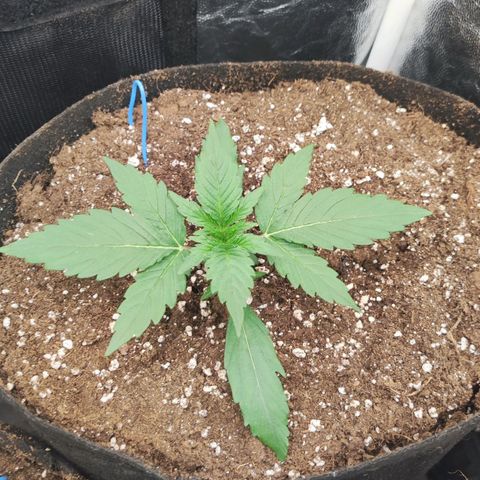 Orion F#1 growlog timeline photo