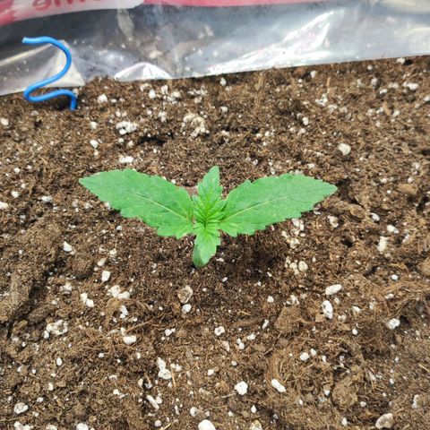 Honey Cream Fast Version growlog timeline photo