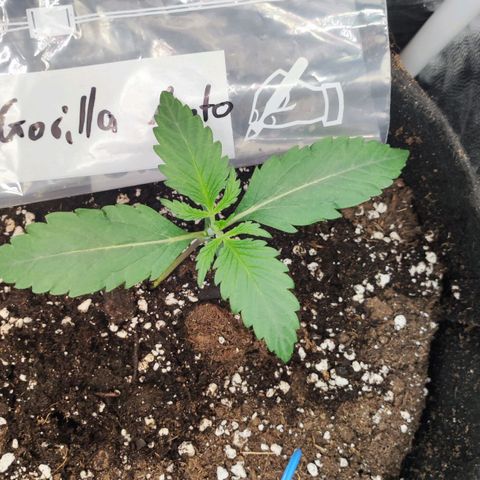 Royal Gorilla Automatic growlog timeline photo
