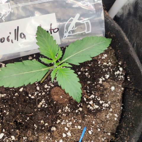 Royal Gorilla Automatic growlog timeline photo