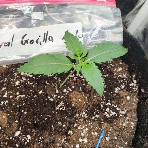 Royal Gorilla Automatic growlog timeline photo