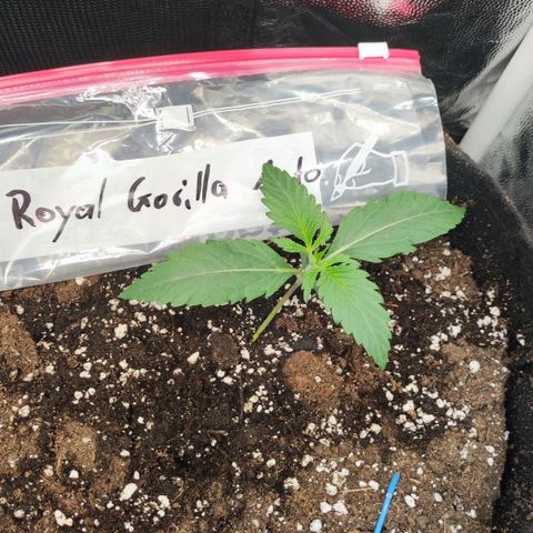 Royal Gorilla Automatic growlog timeline photo