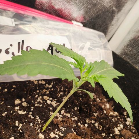 Royal Gorilla Automatic growlog timeline photo