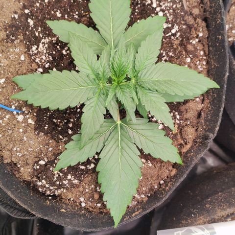 Orion F#1 growlog timeline photo