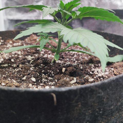 Orion F#1 growlog timeline photo