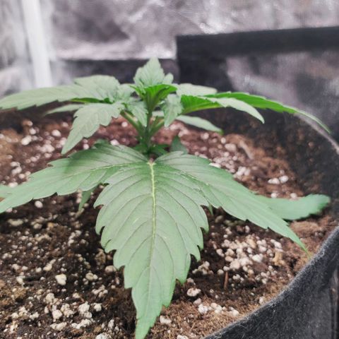 Orion F#1 growlog timeline photo