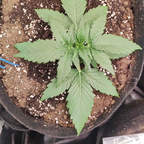 Orion F#1 growlog timeline photo