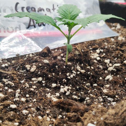 Honey Cream Fast Version growlog timeline photo