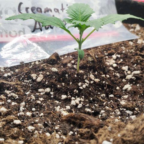Honey Cream Fast Version growlog timeline photo