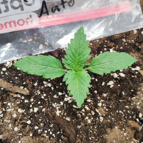 Honey Cream Fast Version growlog timeline photo