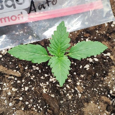 Honey Cream Fast Version growlog timeline photo
