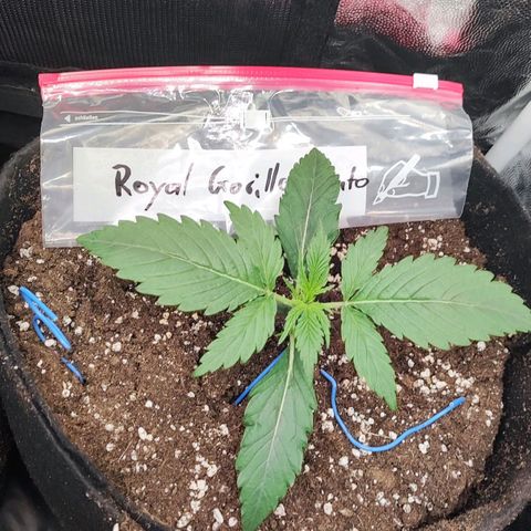 Royal Gorilla Automatic growlog timeline photo