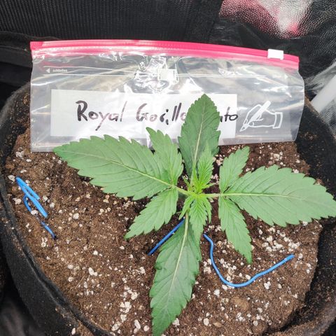 Royal Gorilla Automatic growlog timeline photo