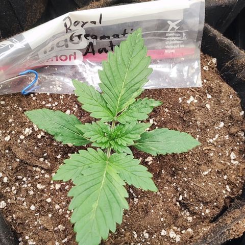 Honey Cream Fast Version growlog timeline photo