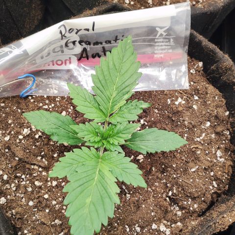 Honey Cream Fast Version growlog timeline photo