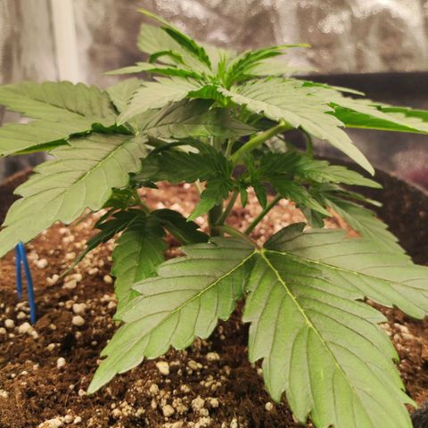 Orion F#1 growlog timeline photo
