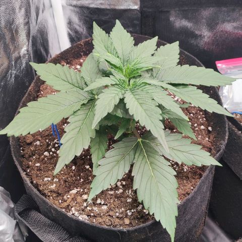 Orion F#1 growlog timeline photo