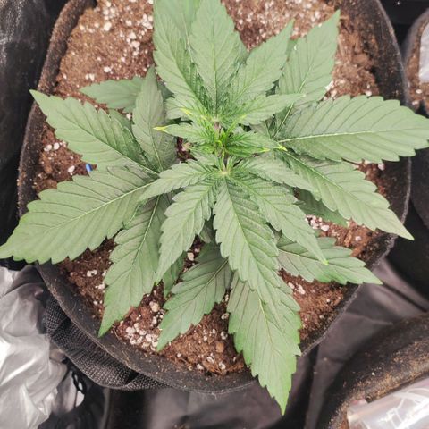 Orion F#1 growlog timeline photo