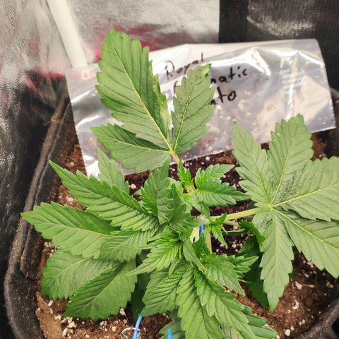 Honey Cream Fast Version growlog timeline photo