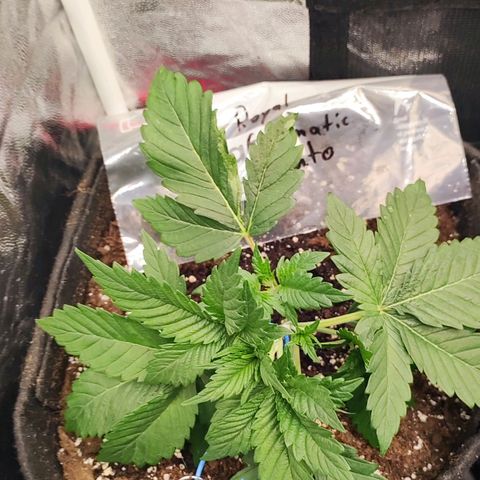 Honey Cream Fast Version growlog timeline photo