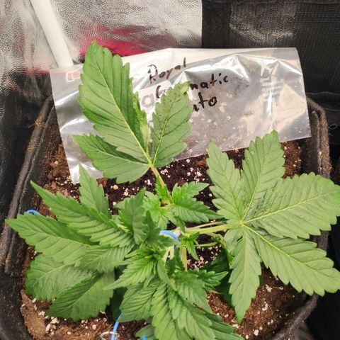 Honey Cream Fast Version growlog timeline photo