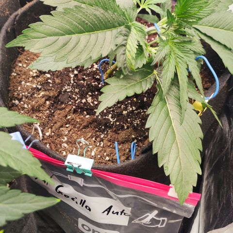 Royal Gorilla Automatic growlog photo: LST