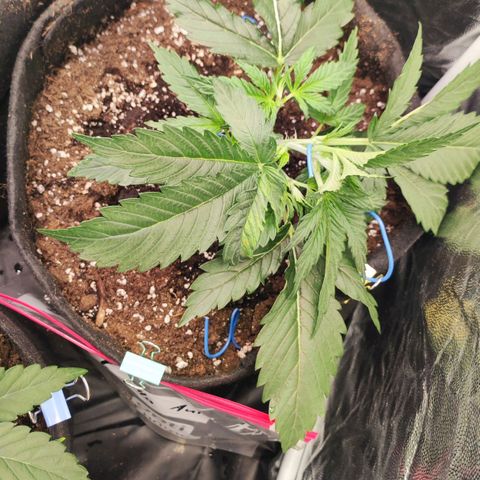 Royal Gorilla Automatic growlog photo: LST