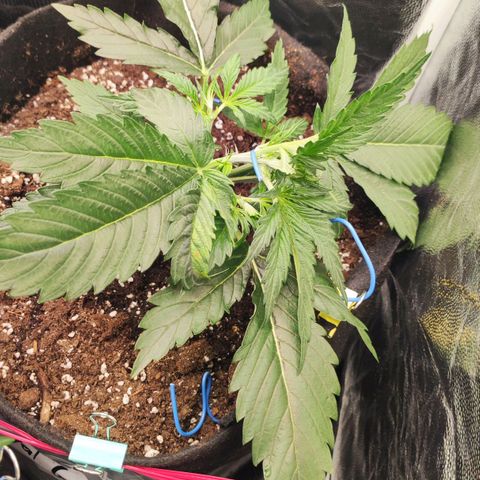 Royal Gorilla Automatic growlog photo: LST
