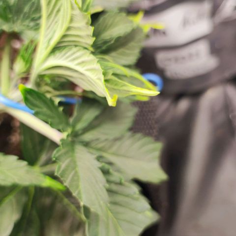 Orion F#1 growlog photo: LST