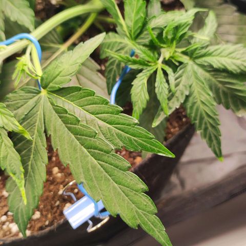 Orion F#1 growlog photo: LST