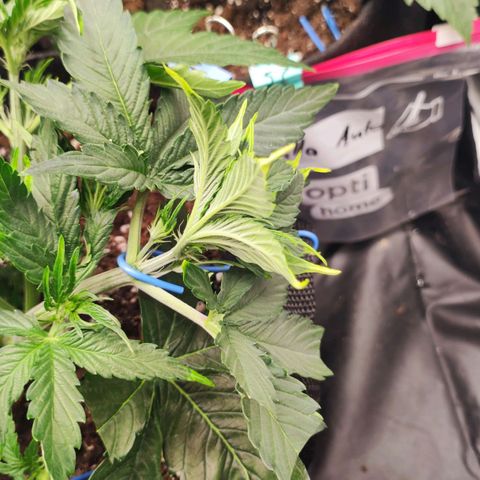 Orion F#1 growlog photo: LST