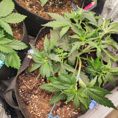 Orion F#1 growlog photo: LST