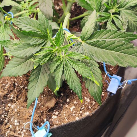 Orion F#1 growlog photo: LST